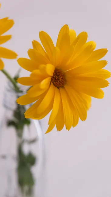 Detail Gelbe Blumen Auf Hellem Hintergrund Number 5