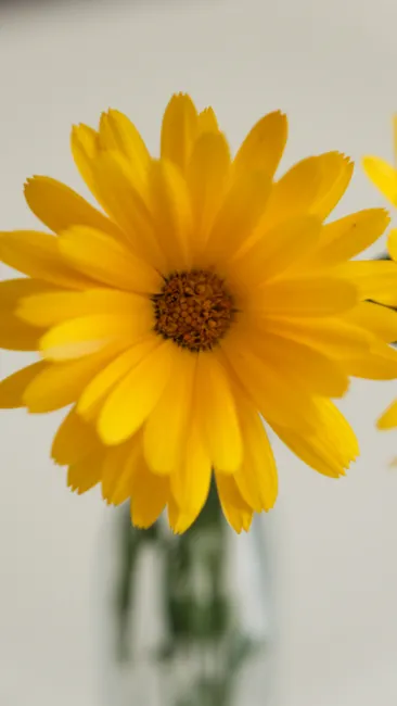 Detail Gelbe Blumen Auf Hellem Hintergrund Number 6