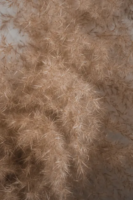 Getrocknete Pampasgras Textur In Beige E49f