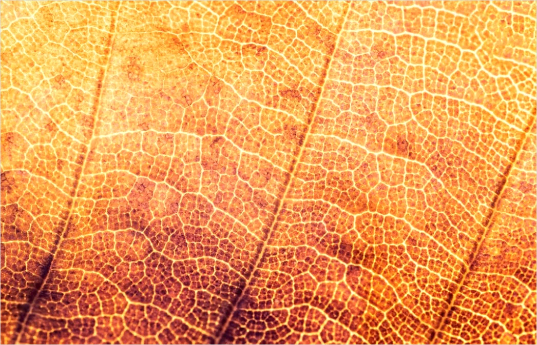 Detail Goldene Blätter Als Dekorative Textur Number 9