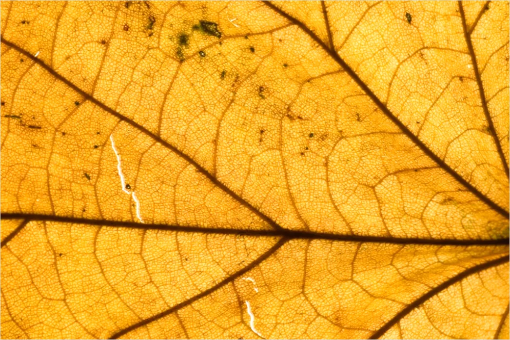 Detail Goldene Blätter Als Dekorative Textur Number 12