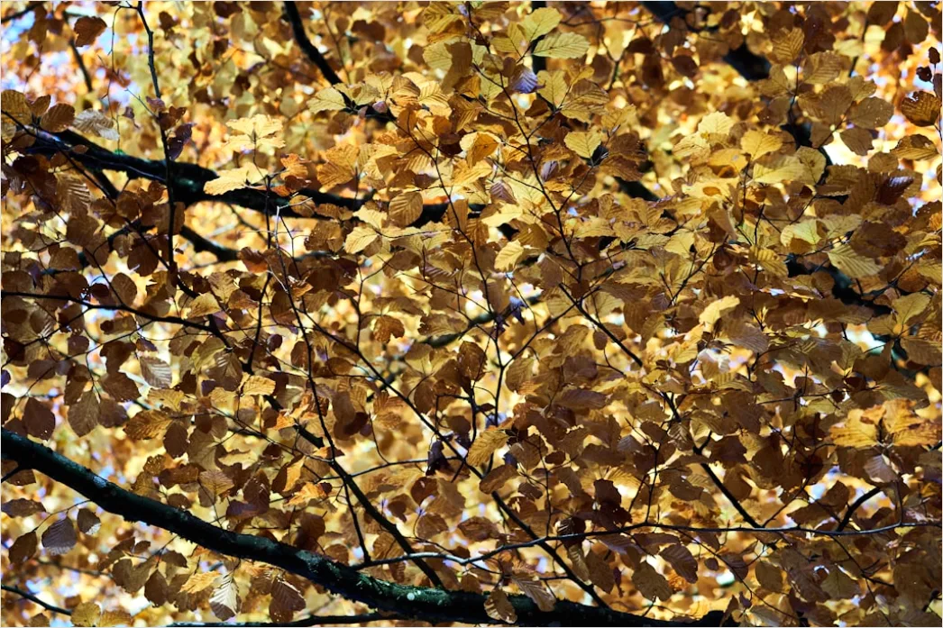 Detail Goldene Blätter Als Dekorative Textur Number 13