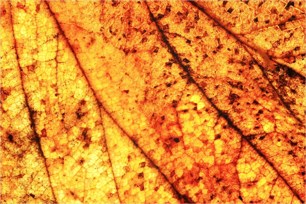 Detail Goldene Blätter Als Dekorative Textur Number 15