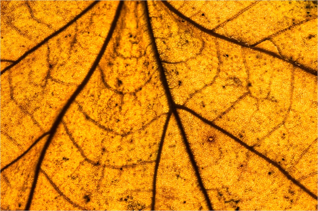 Detail Goldene Blätter Als Dekorative Textur Number 16