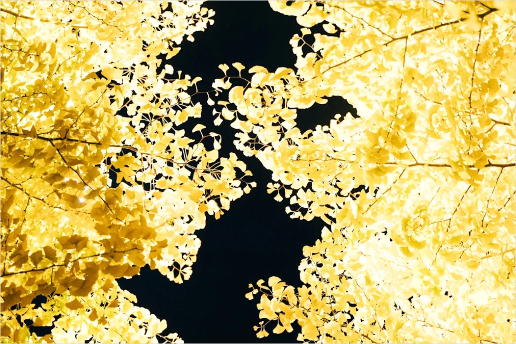 Detail Goldene Blätter Als Dekorative Textur Number 3