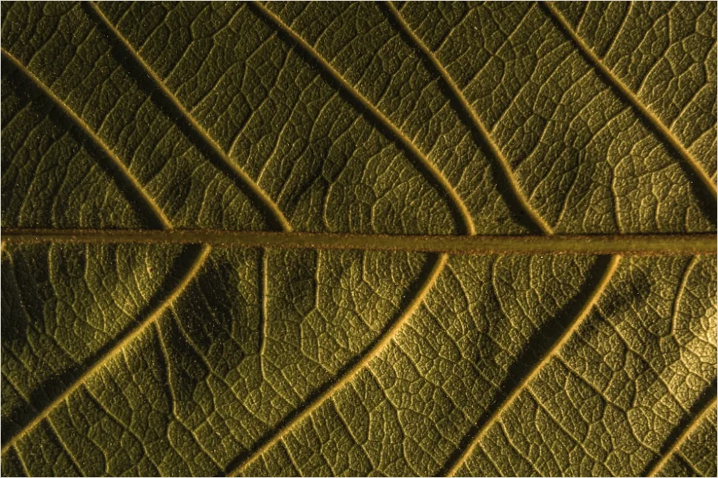 Detail Goldene Blätter Als Dekorative Textur Number 4