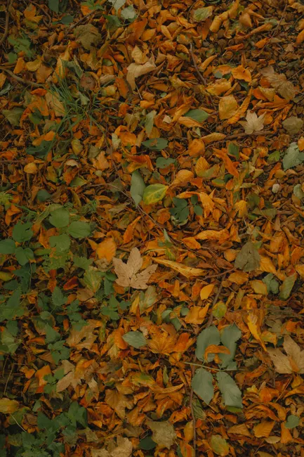 Herbstliche Laub Textur Auf Dem Boden 6ff0