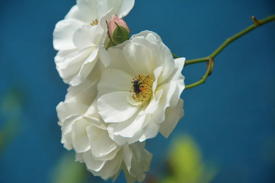 Kleine Weisse Blumen Auf Gruenem Grund 0c57