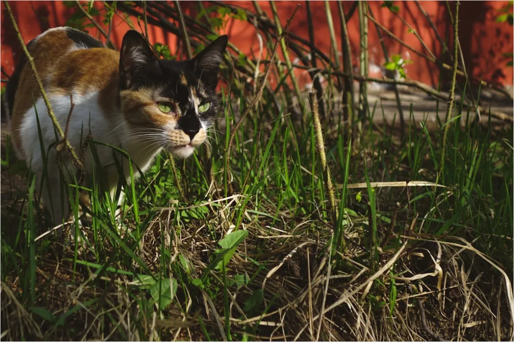 Latar Belakang Abstrak Cat Air Eaba