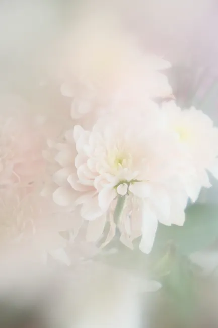 Detail Pastellfarbene Blumen Für Hochzeit Hintergrund Number 16