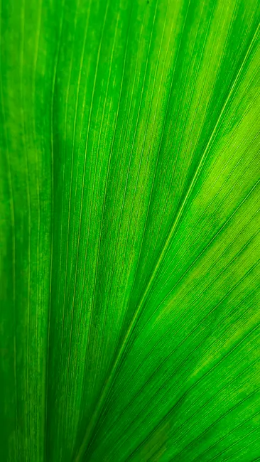 Detail Pflanzen Textur Für Natürlichen Hintergrund Number 16