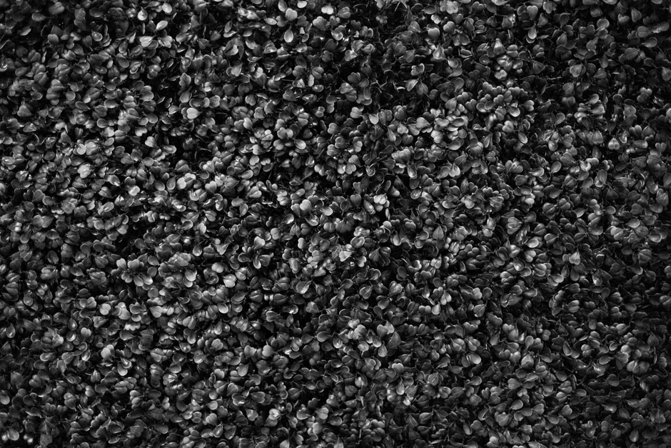 Detail Pflanzen Textur Für Natürlichen Hintergrund Number 17