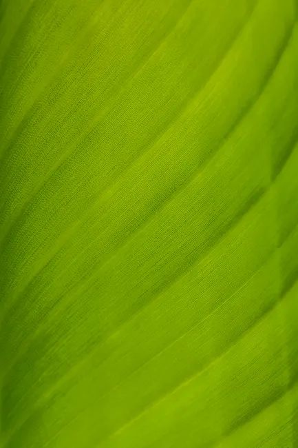 Detail Pflanzen Textur Für Natürlichen Hintergrund Number 2