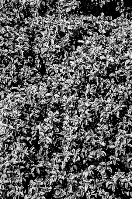Detail Pflanzen Textur Für Natürlichen Hintergrund Number 6
