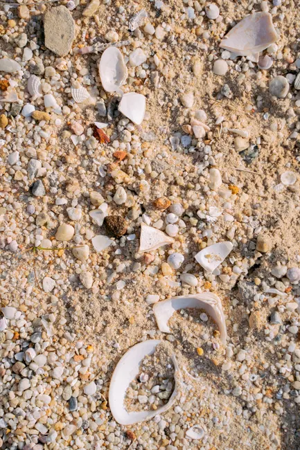 Detail Sand Mit Muscheln Als Sommer Hintergrund Number 9