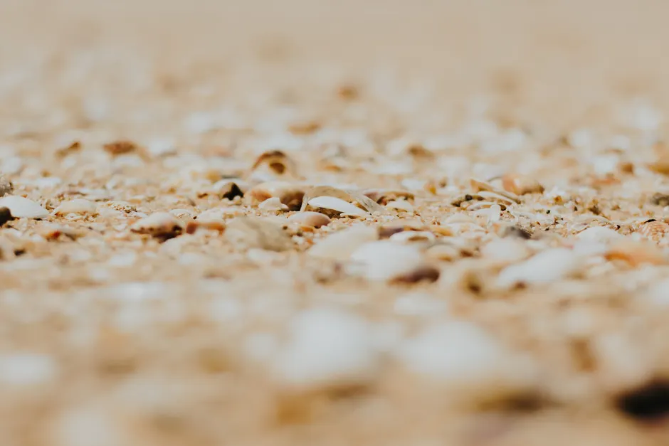 Detail Sand Mit Muscheln Als Sommer Hintergrund Number 11