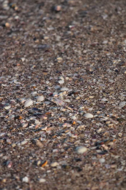 Detail Sand Mit Muscheln Als Sommer Hintergrund Number 12