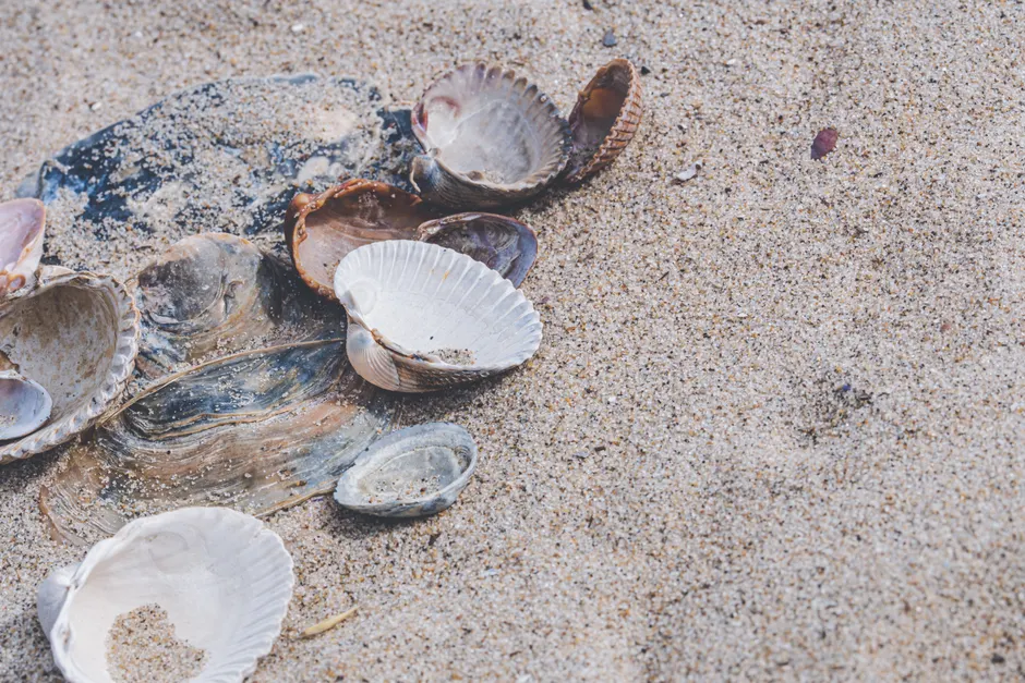 Detail Sand Mit Muscheln Als Sommer Hintergrund Number 13
