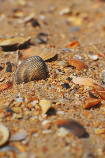 Detail Sand Mit Muscheln Als Sommer Hintergrund Number 14