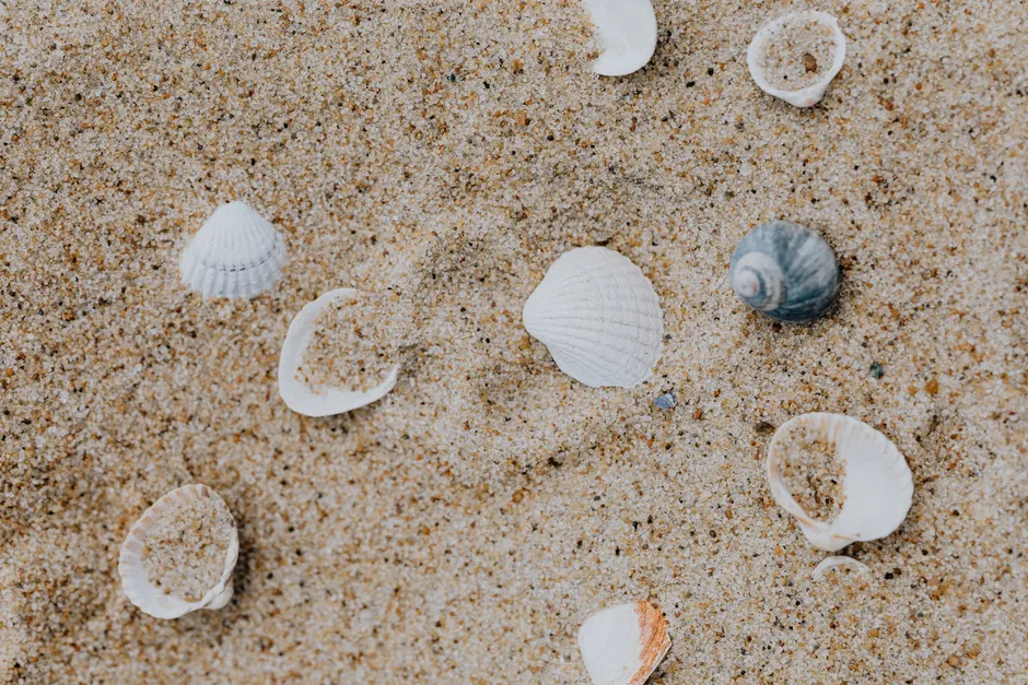 Detail Sand Mit Muscheln Als Sommer Hintergrund Number 2