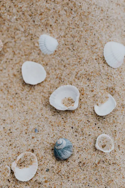 Detail Sand Mit Muscheln Als Sommer Hintergrund Number 3
