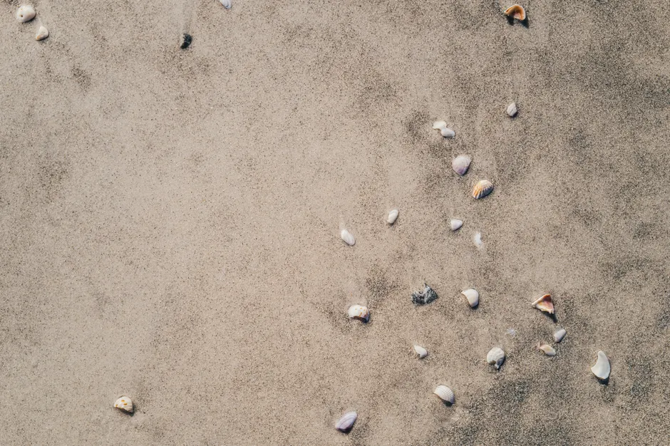 Detail Sand Mit Muscheln Als Sommer Hintergrund Number 5