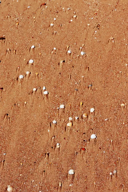 Detail Sand Mit Muscheln Als Sommer Hintergrund Number 6