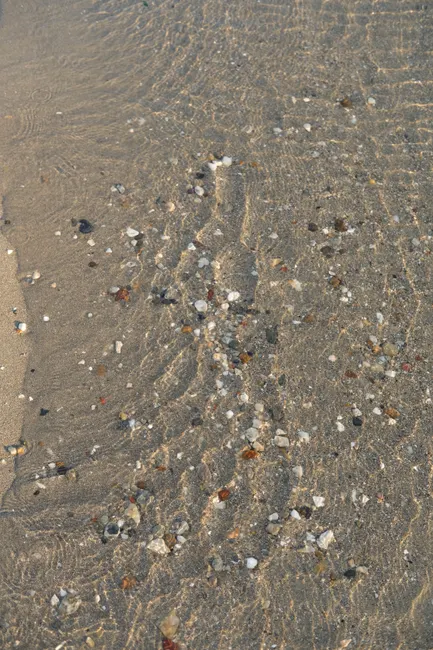Detail Sand Mit Muscheln Als Sommer Hintergrund Number 7