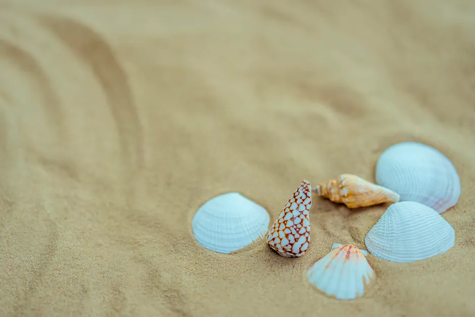 Detail Sand Mit Muscheln Als Sommer Hintergrund Number 8