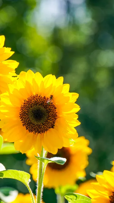 Detail Sonnenblumen Als Sommerlicher Hintergrund Number 2