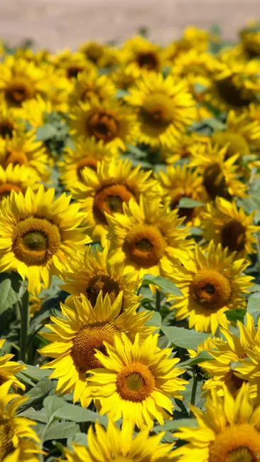 Detail Sonnenblumen Als Sommerlicher Hintergrund Number 11