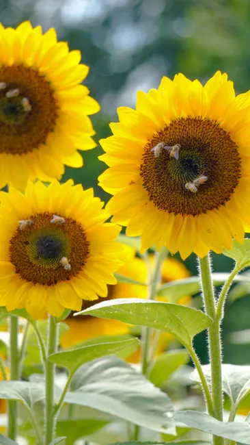 Detail Sonnenblumen Als Sommerlicher Hintergrund Number 12