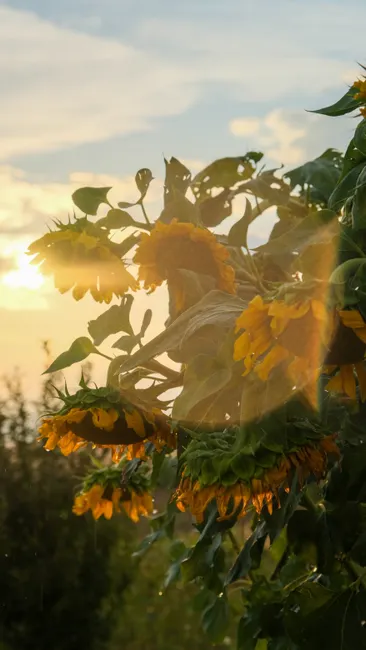 Detail Sonnenblumen Als Sommerlicher Hintergrund Number 13