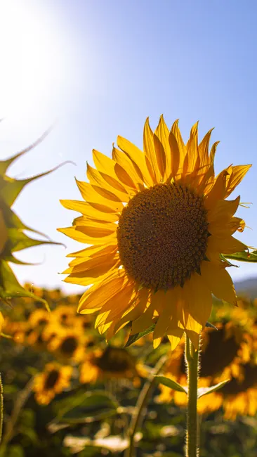 Detail Sonnenblumen Als Sommerlicher Hintergrund Number 14
