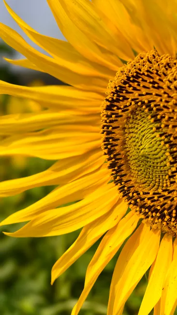 Detail Sonnenblumen Als Sommerlicher Hintergrund Number 15