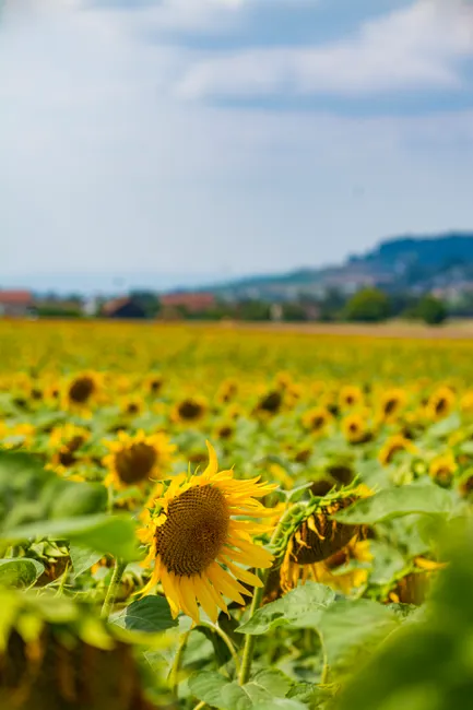 Detail Sonnenblumen Als Sommerlicher Hintergrund Number 16