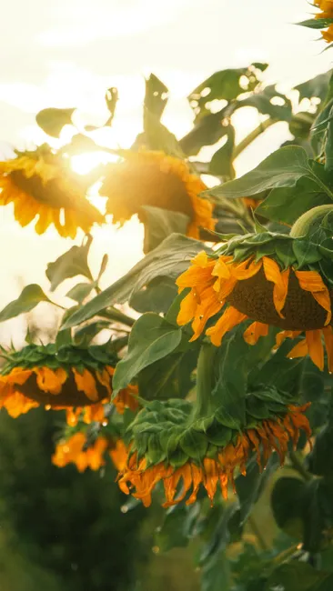 Detail Sonnenblumen Als Sommerlicher Hintergrund Number 17