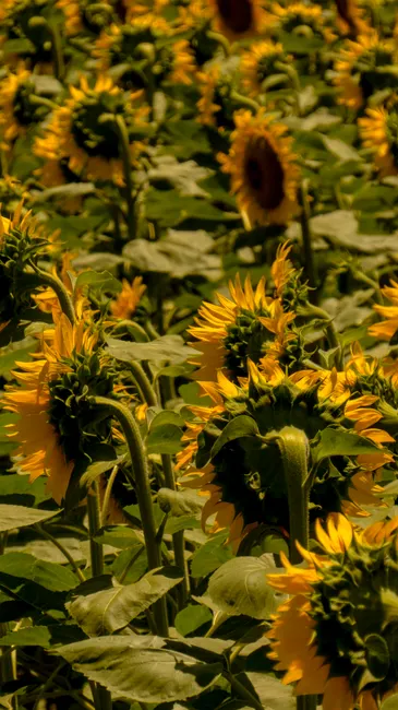 Detail Sonnenblumen Als Sommerlicher Hintergrund Number 18