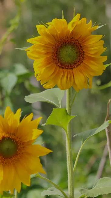 Detail Sonnenblumen Als Sommerlicher Hintergrund Number 19