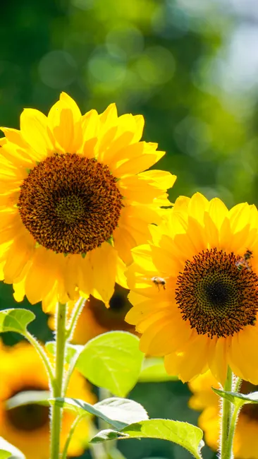 Detail Sonnenblumen Als Sommerlicher Hintergrund Number 3