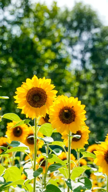 Detail Sonnenblumen Als Sommerlicher Hintergrund Number 4