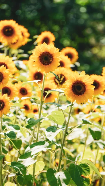 Detail Sonnenblumen Als Sommerlicher Hintergrund Number 5