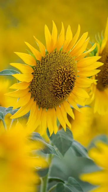 Detail Sonnenblumen Als Sommerlicher Hintergrund Number 6