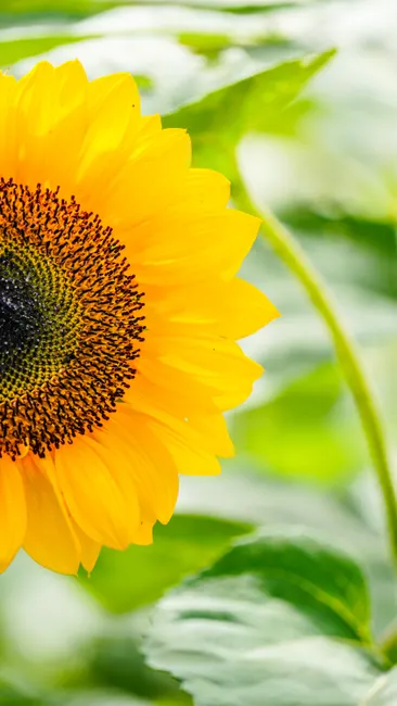 Detail Sonnenblumen Als Sommerlicher Hintergrund Number 7