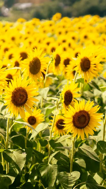 Detail Sonnenblumen Als Sommerlicher Hintergrund Number 8
