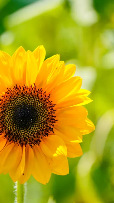 Detail Sonnenblumen Als Sommerlicher Hintergrund Number 9