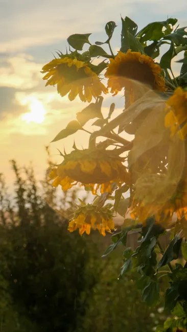 Detail Sonnenblumen Als Sommerlicher Hintergrund Number 10