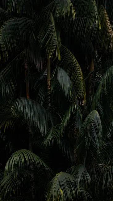 Tropische Palmblaetter Mit Dunklem Hintergrund 0db4