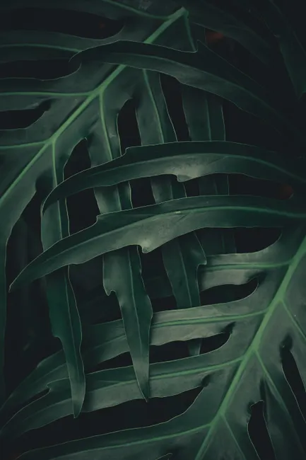 Detail Tropische Palmblätter Mit Dunklem Hintergrund Number 18