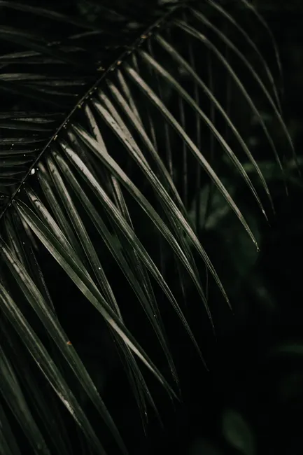 Detail Tropische Palmblätter Mit Dunklem Hintergrund Number 2